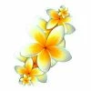 Promo 🛒 Hot Stuff Sticker Frangipani, Vinyl 🛒 -CAR EXTERIOR ACCESSORIES Sales Store SCA 293770 hi res