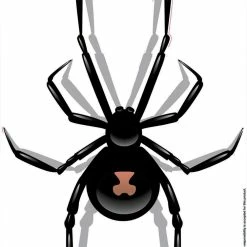 Buy 😀 Hot Stuff Sticker Red Back Spider Medium, Vinyl 👏